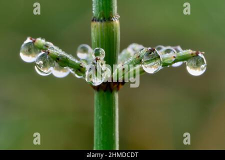 Morgentau tropft auf Gras, Nahaufnahme. Mit Reflexionen von Blättern in Wassertröpfchen. Wiesenpflanze. Wunderschöne Details. Natürlicher Hintergrund, Tapete. Stockfoto