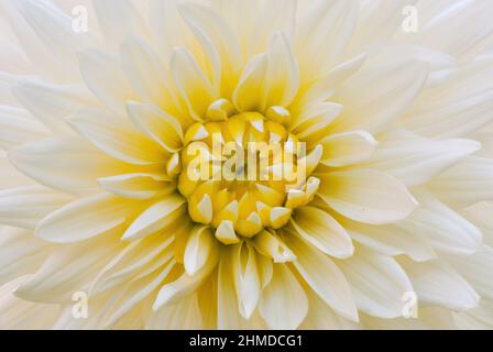 Schöne blühende weiße Dahlia Blume. Detail von großen Blütenblättern. Mehrjährige Pflanze. Stockfoto