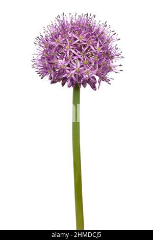 Allium , Allium sativum Blume isoliert auf weißem Hintergrund Stockfoto