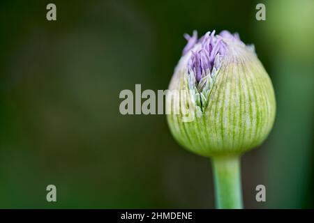 Macro lila und grüne Allium Gladiator Blütenknospe mit geringer Schärfentiefe, vor einem dunkelgrünen Hintergrund. Desktop-Hintergrundbild. Speicherplatz kopieren. Stockfoto