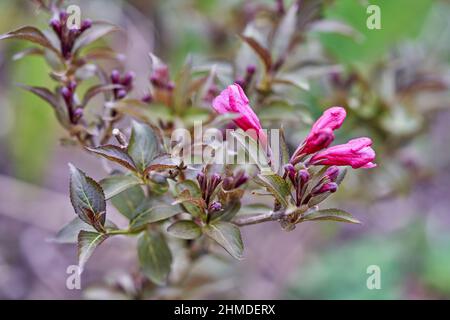 Rosafarbene Blüten und Knospen aus bronzefarbenem Strauch Weigela florida 'Purpurea', der im Frühling im Garten wächst. Stockfoto