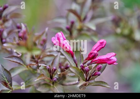 Rosafarbene Blüten und Knospen aus bronzefarbenem Strauch Weigela florida 'Purpurea', der im Frühling im Garten wächst. Stockfoto