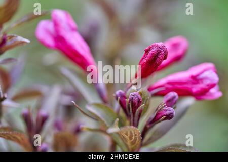 Rosafarbene Blüten und Knospen aus bronzefarbenem Strauch Weigela florida 'Purpurea', der im Frühling im Garten wächst. Stockfoto