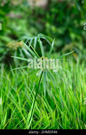 Cyperus papyrus, Papyrus, Papyrus sedge, Papierschilf, indische Mattenpflanze, Nilgras, gemischt mit Hakonechloa macra, japanischem Hakengras, Grasgrenze, Gras Stockfoto