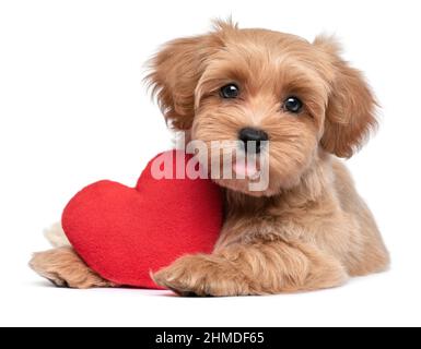 Niedlicher Liebhaber Valentine Havanese Welpen Hund liegt mit einem roten Herzen, isoliert auf weißem Hintergrund Stockfoto