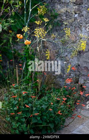 Salvia stolonifera, intensive Orangenblüten, röhrenförmige Blüten, Salbei, Salbei, Salbei, foeniculum vulgare pureum, Purpur, Fenchel, bronzener Fenchel, Blumen, Blumen Stockfoto