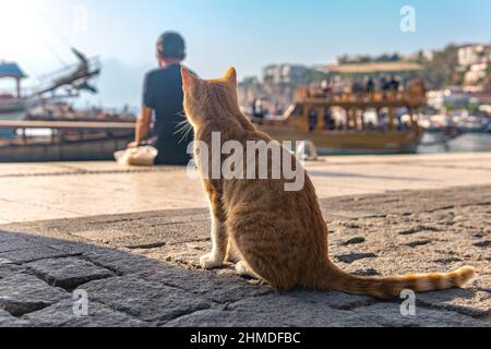 Rote streunende Katze im Hafen wartet auf den Fang des Fischers Stockfoto