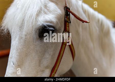 Nahaufnahme des weißen Pferdekopfes im Stall Stockfoto