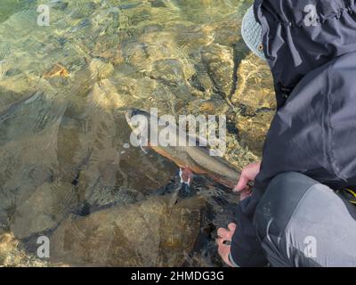 Fischer lässt seine Trophäe auf dem klaren arktischen See frei. Menschenfigur, die Geschichte von großem arktischen Saibling oder Charr, Salvelinus alpinus fangen und freilassen Stockfoto