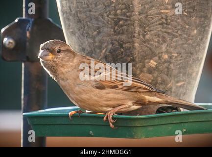 Kleiner Spatzen auf dem Futterhäuschen Stockfoto