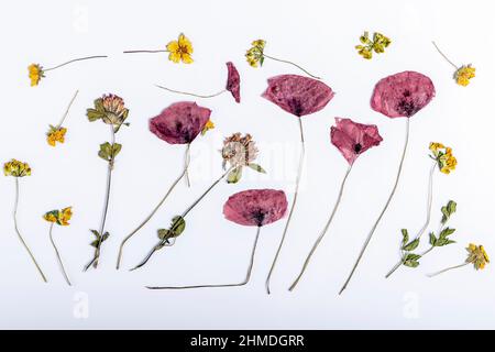 Zusammensetzung aus Mohnblumen und anderen getrockneten und zerkleinerten farbigen Blüten Auf weißem Hintergrund Stockfoto