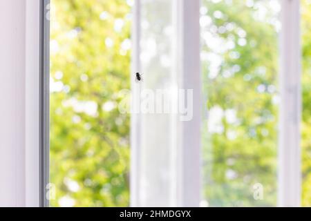 Nahaufnahme einer Fliege auf das Fensterglas Stockfoto