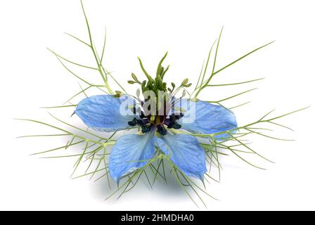 Echter Schwarzkümmel, Nigella sativa, Familie der Hahnenfußgewächse, in der Naturheilkunde wird Schwarzkümmel bei Allergien, Neurodermitis, Psoriasis, Stockfoto