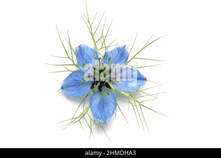 Echter Schwarzkümmel, Nigella sativa, Familie der Hahnenfußgewächse, in der Naturheilkunde wird Schwarzkümmel bei Allergien, Neurodermitis, Psoriasis, Stockfoto