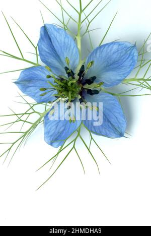 Echter Schwarzkümmel, Nigella sativa, Familie der Hahnenfußgewächse, in der Naturheilkunde wird Schwarzkümmel bei Allergien, Neurodermitis, Psoriasis, Stockfoto