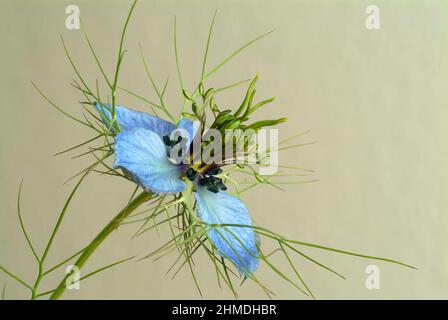 Echter Schwarzkümmel, Nigella sativa, Familie der Hahnenfußgewächse, in der Naturheilkunde wird Schwarzkümmel bei Allergien, Neurodermitis, Psoriasis, Stockfoto