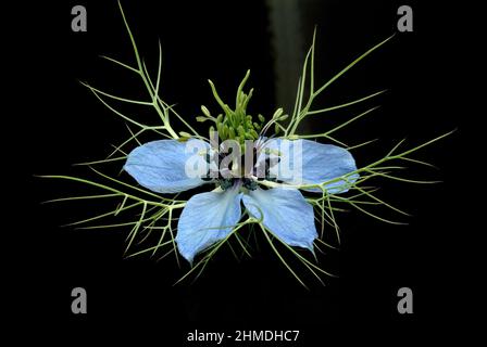 Echter Schwarzkümmel, Nigella sativa, Familie der Hahnenfußgewächse, in der Naturheilkunde wird Schwarzkümmel bei Allergien, Neurodermitis, Psoriasis, Stockfoto