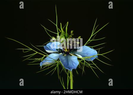 Echter Schwarzkümmel, Nigella sativa, Familie der Hahnenfußgewächse, in der Naturheilkunde wird Schwarzkümmel bei Allergien, Neurodermitis, Psoriasis, Stockfoto