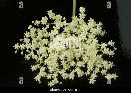 Schwarze Holunder, Sambucus nigra, Heilpflanze, Holundersaft und die Holunderbeeren, aber auch Tees aus Rinde und Blütenständen gelten als probate Hau Stockfoto