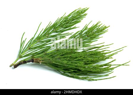 Acker-Schachtelhalm, Equisetum arvense, auch Zinnkraut, Acker-Zinnkraut, Zinngras, Eine Pflanzenart aus der Klasse der Schachtelhalme, use as Stockfoto