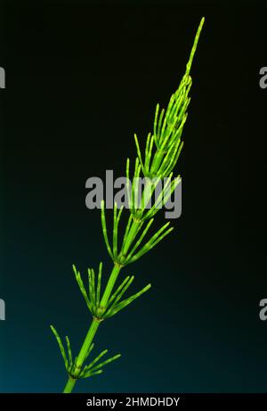 Acker-Schachtelhalm, Equisetum arvense, auch Zinnkraut, Acker-Zinnkraut, Zinngras, Eine Pflanzenart aus der Klasse der Schachtelhalme, use as Stockfoto