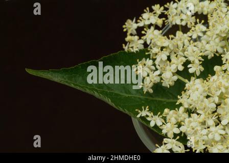 Schwarze Holunder, Sambucus nigra, Heilpflanze, Holundersaft und die Holunderbeeren, aber auch Tees aus Rinde und Blütenständen gelten als probate Hau Stockfoto