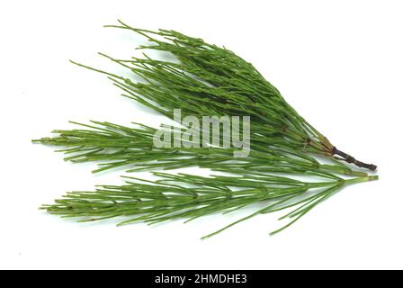 Acker-Schachtelhalm, Equisetum arvense, auch Zinnkraut, Acker-Zinnkraut, Zinngras, Eine Pflanzenart aus der Klasse der Schachtelhalme, use as Stockfoto