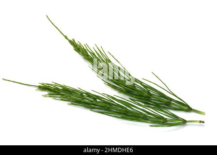 Acker-Schachtelhalm, Equisetum arvense, auch Zinnkraut, Acker-Zinnkraut, Zinngras, Eine Pflanzenart aus der Klasse der Schachtelhalme, use as Stockfoto