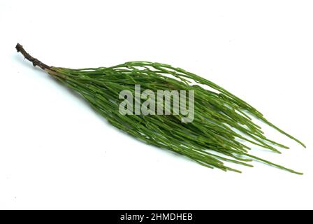 Acker-Schachtelhalm, Equisetum arvense, auch Zinnkraut, Acker-Zinnkraut, Zinngras, Eine Pflanzenart aus der Klasse der Schachtelhalme, use as Stockfoto