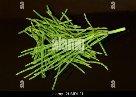 Acker-Schachtelhalm, Equisetum arvense, auch Zinnkraut, Acker-Zinnkraut, Zinngras, Eine Pflanzenart aus der Klasse der Schachtelhalme, use as Stockfoto