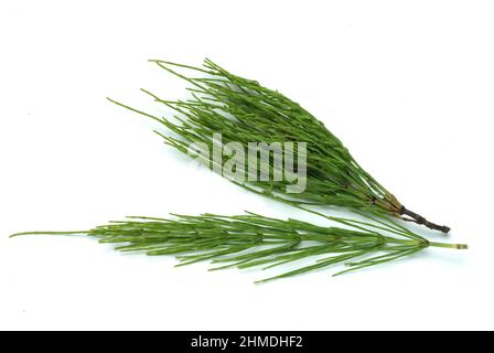 Acker-Schachtelhalm, Equisetum arvense, auch Zinnkraut, Acker-Zinnkraut, Zinngras, Eine Pflanzenart aus der Klasse der Schachtelhalme, use as Stockfoto