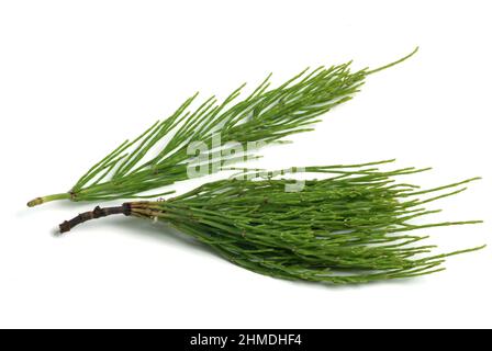 Acker-Schachtelhalm, Equisetum arvense, auch Zinnkraut, Acker-Zinnkraut, Zinngras, Eine Pflanzenart aus der Klasse der Schachtelhalme, use as Stockfoto