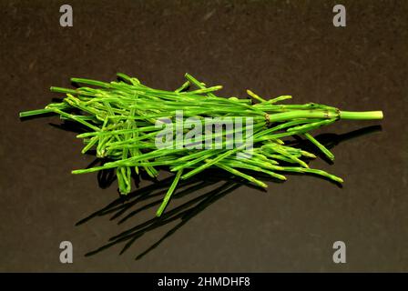 Acker-Schachtelhalm, Equisetum arvense, auch Zinnkraut, Acker-Zinnkraut, Zinngras, Eine Pflanzenart aus der Klasse der Schachtelhalme, use as Stockfoto