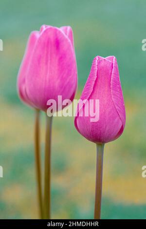 Gruppe von hellrosa Tulpenblüten, die im Frühlingsgarten wachsen. Einzelne Blütenstände wachsen aus Zwiebeln. Nahaufnahme Hochformat vertikal. Stockfoto