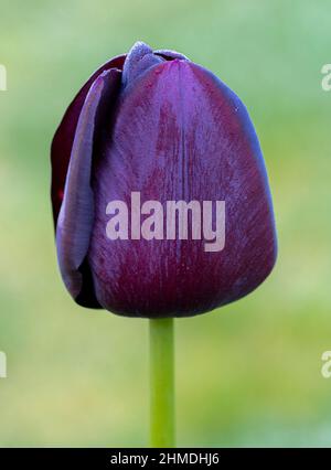 Tulipa Königin der Nachtblume wächst im Garten. Frühling blühende lila schwarze Tulpenbirne. Nahaufnahme. Stockfoto