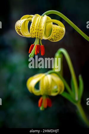 Vertikale Nahaufnahme von zwei gelben seerosenblüten mit türkenkappe, die im Garten blühen, mit einem dunkelgrünen Hintergrund. Lilium-Martagon. Stockfoto