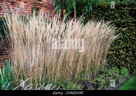 Calamagrostis acutiflora karl foerster, Federschilfgras, poaceae.die Höhe und Struktur in dem Spätsommergarten. Stockfoto