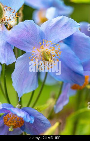 Nahaufnahme der Meconopsis Himalaya-Mohnblume mit blauen Blütenblättern, die im Sommer im britischen Garten wächst. Stockfoto