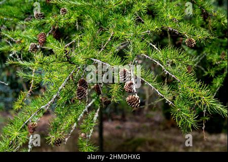 Larix leptolepis, japanische Lärche, Pinaceae, Laub-Nadelbaum, Pseudolarix kaempferi (Lamm.) Sonniger Herbsttag mit einer feinen Ernte von Zapfen. Stockfoto