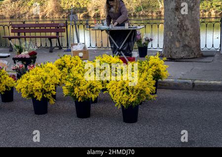 SOMMIERES, FRANKREICH - 5th. FEBRUAR 2022: Blumenstand mit großen Mimosenbüschen auf dem Markt in Sommières, Gard, Südfrankreich Stockfoto