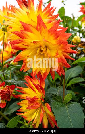 dahlien, Sonnenuntergang, asteraceae, Semi-Kaktus, Orange, Gelb, Blume Stockfoto