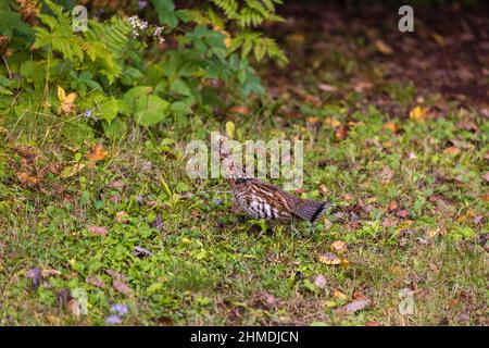 Ruffhuhn im Chequamegon National Forest im Norden von Wisconsin. Stockfoto