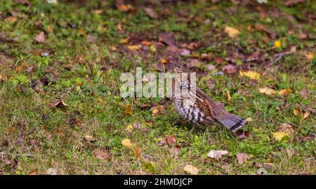 Ruffhuhn im Chequamegon National Forest im Norden von Wisconsin. Stockfoto