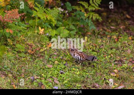 Ruffhuhn im Chequamegon National Forest im Norden von Wisconsin. Stockfoto