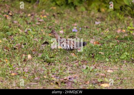 Ruffhuhn im Chequamegon National Forest im Norden von Wisconsin. Stockfoto