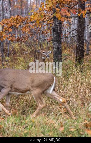 Weißschwanz-Rehe zeigt Anzeichen von Aggression, während eine andere Rehe zu nahe kommt. Stockfoto