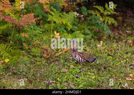 Ruffhuhn im Chequamegon National Forest im Norden von Wisconsin. Stockfoto