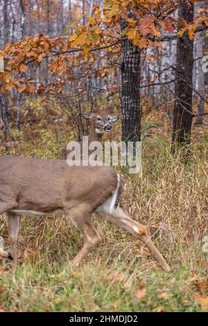 Weißschwanz-Rehe zeigt Anzeichen von Aggression, während eine andere Rehe zu nahe kommt. Stockfoto