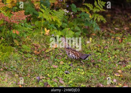 Ruffhuhn im Chequamegon National Forest im Norden von Wisconsin. Stockfoto