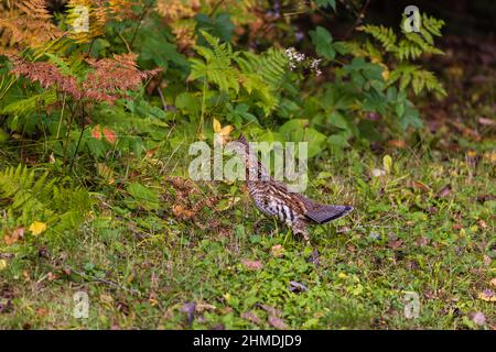 Ruffhuhn im Chequamegon National Forest im Norden von Wisconsin. Stockfoto